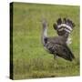 Africa. Tanzania. Kori bustard, Ardeotis kori struthiunculus, at Ngorongoro crater.-Ralph H. Bendjebar-Stretched Canvas