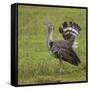 Africa. Tanzania. Kori bustard, Ardeotis kori struthiunculus, at Ngorongoro crater.-Ralph H. Bendjebar-Framed Stretched Canvas