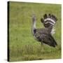 Africa. Tanzania. Kori bustard, Ardeotis kori struthiunculus, at Ngorongoro crater.-Ralph H. Bendjebar-Stretched Canvas