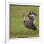 Africa. Tanzania. Kori bustard, Ardeotis kori struthiunculus, at Ngorongoro crater.-Ralph H. Bendjebar-Framed Photographic Print