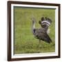 Africa. Tanzania. Kori bustard, Ardeotis kori struthiunculus, at Ngorongoro crater.-Ralph H. Bendjebar-Framed Photographic Print