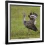 Africa. Tanzania. Kori bustard, Ardeotis kori struthiunculus, at Ngorongoro crater.-Ralph H. Bendjebar-Framed Photographic Print