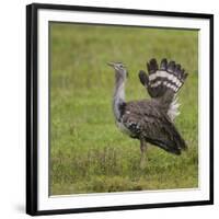 Africa. Tanzania. Kori bustard, Ardeotis kori struthiunculus, at Ngorongoro crater.-Ralph H. Bendjebar-Framed Photographic Print