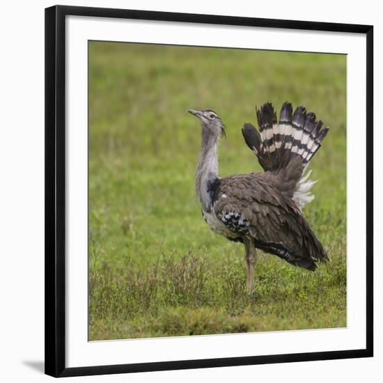 Africa. Tanzania. Kori bustard, Ardeotis kori struthiunculus, at Ngorongoro crater.-Ralph H. Bendjebar-Framed Photographic Print