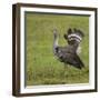 Africa. Tanzania. Kori bustard, Ardeotis kori struthiunculus, at Ngorongoro crater.-Ralph H. Bendjebar-Framed Photographic Print