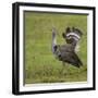 Africa. Tanzania. Kori bustard, Ardeotis kori struthiunculus, at Ngorongoro crater.-Ralph H. Bendjebar-Framed Photographic Print