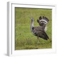 Africa. Tanzania. Kori bustard, Ardeotis kori struthiunculus, at Ngorongoro crater.-Ralph H. Bendjebar-Framed Photographic Print