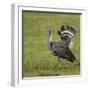 Africa. Tanzania. Kori bustard, Ardeotis kori struthiunculus, at Ngorongoro crater.-Ralph H. Bendjebar-Framed Photographic Print