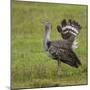 Africa. Tanzania. Kori bustard, Ardeotis kori struthiunculus, at Ngorongoro crater.-Ralph H. Bendjebar-Mounted Photographic Print