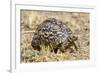 Africa. Tanzania. Leopard tortoise, Stigmochelys pardalis, Serengeti National Park.-Ralph H. Bendjebar-Framed Photographic Print