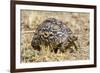 Africa. Tanzania. Leopard tortoise, Stigmochelys pardalis, Serengeti National Park.-Ralph H. Bendjebar-Framed Photographic Print