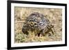 Africa. Tanzania. Leopard tortoise, Stigmochelys pardalis, Serengeti National Park.-Ralph H. Bendjebar-Framed Photographic Print