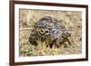 Africa. Tanzania. Leopard tortoise, Stigmochelys pardalis, Serengeti National Park.-Ralph H. Bendjebar-Framed Premium Photographic Print