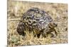 Africa. Tanzania. Leopard tortoise, Stigmochelys pardalis, Serengeti National Park.-Ralph H. Bendjebar-Mounted Premium Photographic Print