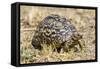 Africa. Tanzania. Leopard tortoise, Stigmochelys pardalis, Serengeti National Park.-Ralph H. Bendjebar-Framed Stretched Canvas