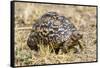 Africa. Tanzania. Leopard tortoise, Stigmochelys pardalis, Serengeti National Park.-Ralph H. Bendjebar-Framed Stretched Canvas
