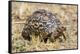 Africa. Tanzania. Leopard tortoise, Stigmochelys pardalis, Serengeti National Park.-Ralph H. Bendjebar-Framed Stretched Canvas