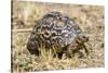 Africa. Tanzania. Leopard tortoise, Stigmochelys pardalis, Serengeti National Park.-Ralph H. Bendjebar-Stretched Canvas