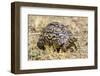 Africa. Tanzania. Leopard tortoise, Stigmochelys pardalis, Serengeti National Park.-Ralph H. Bendjebar-Framed Premium Photographic Print