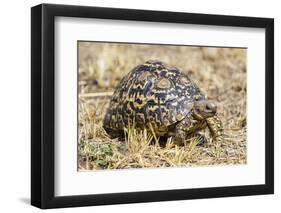 Africa. Tanzania. Leopard tortoise, Stigmochelys pardalis, Serengeti National Park.-Ralph H. Bendjebar-Framed Premium Photographic Print