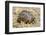 Africa. Tanzania. Leopard tortoise, Stigmochelys pardalis, Serengeti National Park.-Ralph H. Bendjebar-Framed Premium Photographic Print