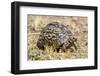 Africa. Tanzania. Leopard tortoise, Stigmochelys pardalis, Serengeti National Park.-Ralph H. Bendjebar-Framed Premium Photographic Print