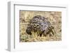 Africa. Tanzania. Leopard tortoise, Stigmochelys pardalis, Serengeti National Park.-Ralph H. Bendjebar-Framed Premium Photographic Print