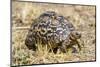 Africa. Tanzania. Leopard tortoise, Stigmochelys pardalis, Serengeti National Park.-Ralph H. Bendjebar-Mounted Premium Photographic Print