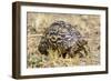 Africa. Tanzania. Leopard tortoise, Stigmochelys pardalis, Serengeti National Park.-Ralph H. Bendjebar-Framed Photographic Print