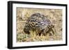 Africa. Tanzania. Leopard tortoise, Stigmochelys pardalis, Serengeti National Park.-Ralph H. Bendjebar-Framed Photographic Print