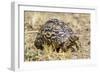 Africa. Tanzania. Leopard tortoise, Stigmochelys pardalis, Serengeti National Park.-Ralph H. Bendjebar-Framed Photographic Print