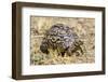 Africa. Tanzania. Leopard tortoise, Stigmochelys pardalis, Serengeti National Park.-Ralph H. Bendjebar-Framed Photographic Print