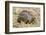 Africa. Tanzania. Leopard tortoise, Stigmochelys pardalis, Serengeti National Park.-Ralph H. Bendjebar-Framed Photographic Print