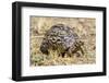 Africa. Tanzania. Leopard tortoise, Stigmochelys pardalis, Serengeti National Park.-Ralph H. Bendjebar-Framed Photographic Print