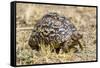 Africa. Tanzania. Leopard tortoise, Stigmochelys pardalis, Serengeti National Park.-Ralph H. Bendjebar-Framed Stretched Canvas