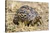 Africa. Tanzania. Leopard tortoise, Stigmochelys pardalis, Serengeti National Park.-Ralph H. Bendjebar-Stretched Canvas