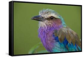 Africa. Tanzania. Lilac-breasted roller in Serengeti National Park.-Ralph H. Bendjebar-Framed Stretched Canvas