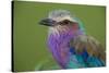 Africa. Tanzania. Lilac-breasted roller in Serengeti National Park.-Ralph H. Bendjebar-Stretched Canvas