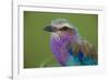 Africa. Tanzania. Lilac-breasted roller in Serengeti National Park.-Ralph H. Bendjebar-Framed Photographic Print