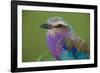 Africa. Tanzania. Lilac-breasted roller in Serengeti National Park.-Ralph H. Bendjebar-Framed Photographic Print