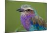 Africa. Tanzania. Lilac-breasted roller in Serengeti National Park.-Ralph H. Bendjebar-Mounted Photographic Print