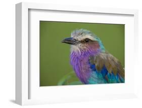 Africa. Tanzania. Lilac-breasted roller in Serengeti National Park.-Ralph H. Bendjebar-Framed Photographic Print