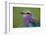 Africa. Tanzania. Lilac-breasted roller in Serengeti National Park.-Ralph H. Bendjebar-Framed Photographic Print