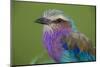 Africa. Tanzania. Lilac-breasted roller in Serengeti National Park.-Ralph H. Bendjebar-Mounted Photographic Print