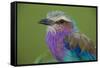 Africa. Tanzania. Lilac-breasted roller in Serengeti National Park.-Ralph H. Bendjebar-Framed Stretched Canvas