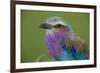 Africa. Tanzania. Lilac-breasted roller in Serengeti National Park.-Ralph H. Bendjebar-Framed Photographic Print