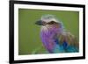 Africa. Tanzania. Lilac-breasted roller in Serengeti National Park.-Ralph H. Bendjebar-Framed Photographic Print