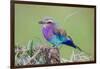 Africa. Tanzania. Lilac-breasted roller in Serengeti National Park.-Ralph H. Bendjebar-Framed Photographic Print