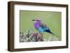 Africa. Tanzania. Lilac-breasted roller in Serengeti National Park.-Ralph H. Bendjebar-Framed Photographic Print