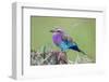 Africa. Tanzania. Lilac-breasted roller in Serengeti National Park.-Ralph H. Bendjebar-Framed Photographic Print